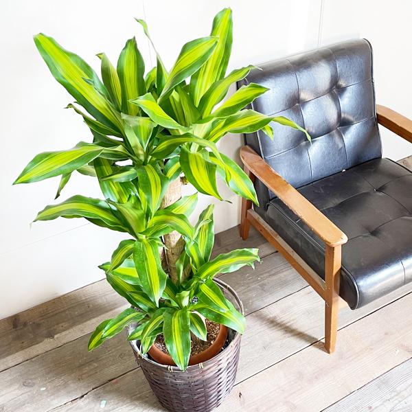 幸福の木 鉢カバー付 観葉植物 送料無料 マッサン ドラセナ 中型 大型 Massan8 観葉植物のパーフェクトグリーン 通販 Yahoo ショッピング