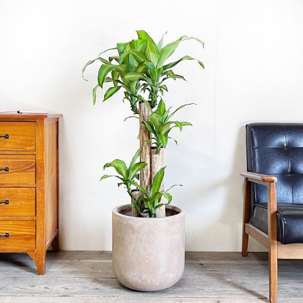 幸福の木 ８号 ハイグレード鉢カバー付き アッシュブラウン マッサン 御祝に最適な植物 観葉植物 送料無料_1