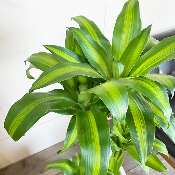 幸福の木 ８号 ハイグレード鉢カバー付き アッシュブラウン マッサン 御祝に最適な植物 観葉植物 送料無料_4