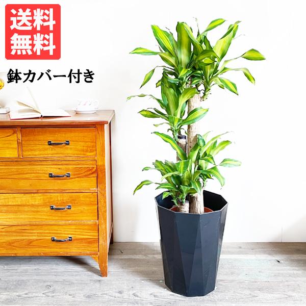 幸福の木 ８号 スタイリッシュな黒色鉢カバー マッサン 観葉植物 送料無料 Massan8pb 観葉植物のパーフェクトグリーン 通販 Yahoo ショッピング