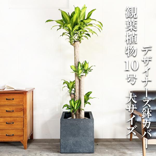 幸福の木 マッサン 観葉植物 大型 10号 キューブ型 高級鉢カバー付 ブラック おしゃれ 鉢植え 本物 大きい