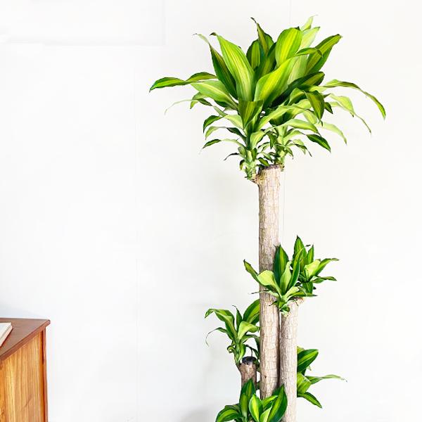 幸福の木 マッサン 観葉植物 大型 10号 キューブ型 高級鉢カバー付 ブラック おしゃれ 鉢植え 本物 大きい_3