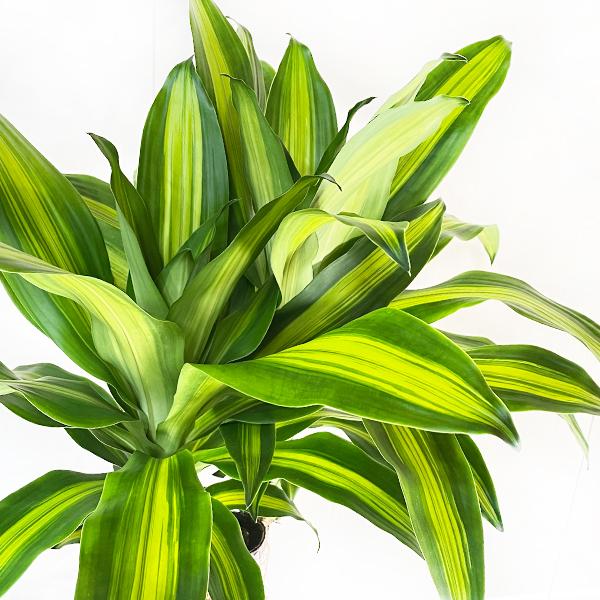 幸福の木 マッサン 観葉植物 大型 10号 キューブ型 高級鉢カバー付 ブラック おしゃれ 鉢植え 本物 大きい_4