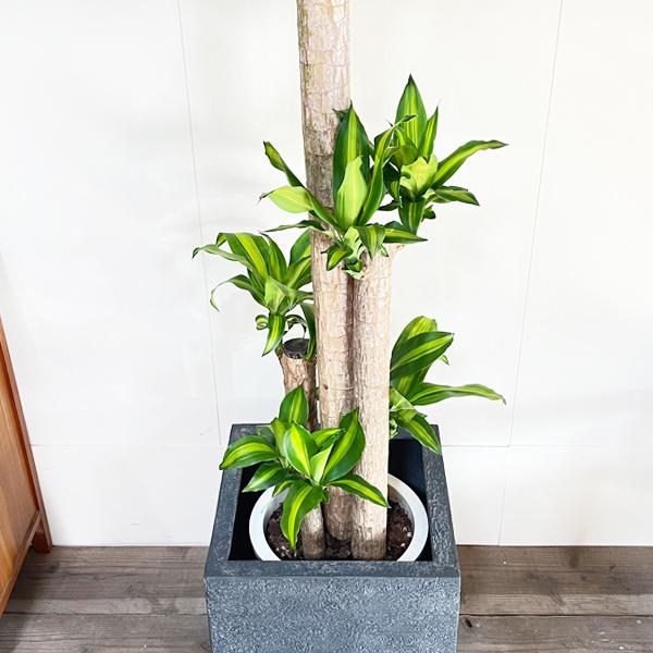 幸福の木 マッサン 観葉植物 大型 10号 キューブ型 高級鉢カバー付 ブラック おしゃれ 鉢植え 本物 大きい_5