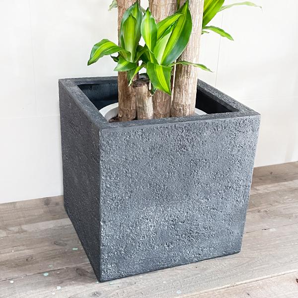 幸福の木 マッサン 観葉植物 大型 10号 キューブ型 高級鉢カバー付 ブラック おしゃれ 鉢植え 本物 大きい_6
