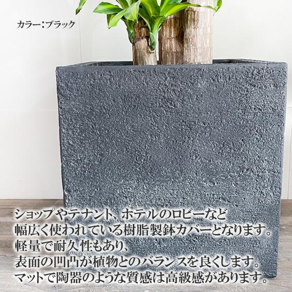幸福の木 マッサン 観葉植物 大型 10号 キューブ型 高級鉢カバー付 ブラック おしゃれ 鉢植え 本物 大きい_7