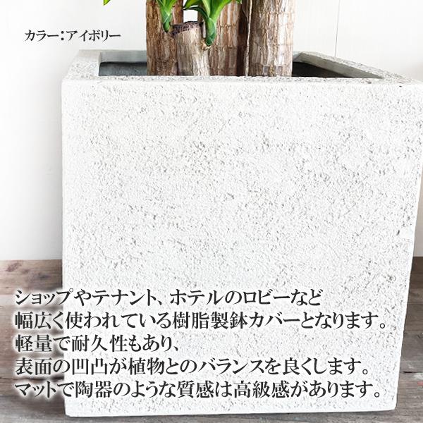 幸福の木 マッサン 観葉植物 大型 10号 キューブ型 高級鉢カバー付 ホワイト おしゃれ 鉢植え 本物 大きい_7