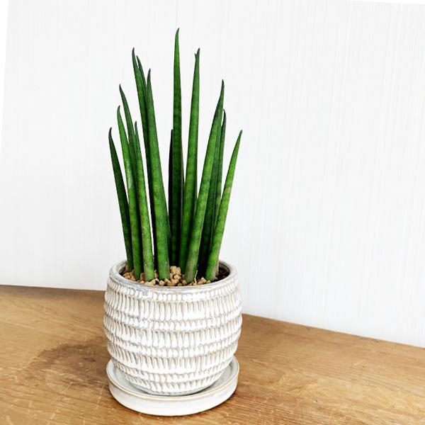 超美品 確認用 サンスベリア サンセベリア ミカド 4 ポット植え 当店人気の限定モデルが再々々入荷 Www Eatforhealth Gr