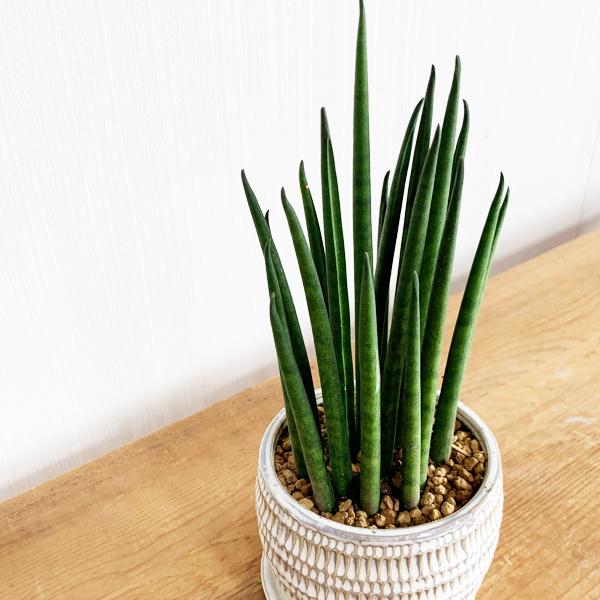 超美品 確認用 サンスベリア サンセベリア ミカド 4 ポット植え 当店人気の限定モデルが再々々入荷 Www Eatforhealth Gr