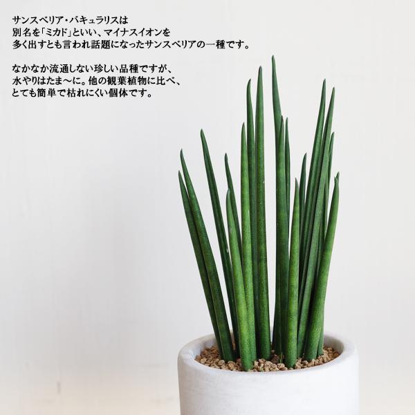 サンスベリア ミカド アッシュグレー セメント鉢植え 観葉植物 ミニ