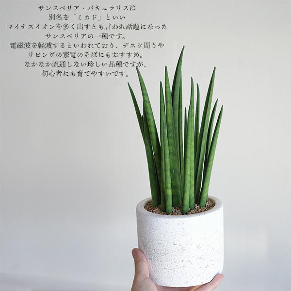 激レア超希少！　美株　ミニ子株　サンスベリア　スノーホワイト　鉢・皿付　発根新芽 激レア超希少！ 美株 ミニ子株 サンスベリア スノーホワイト 鉢