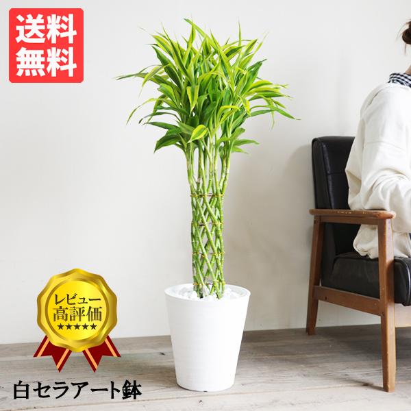 50 観葉 植物 幸運 すべての美しい花の画像