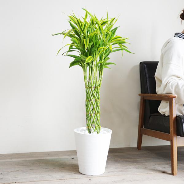 ミリオンバンブー 観葉植物 ホワイトセラアート鉢 幸運の木 ドラセナ