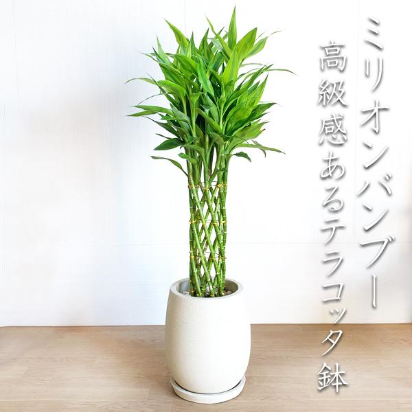 100 の保証 ミリオンバンブー 陶器テラコッタ鉢植え 丸型 アイボリー 観葉植物 ドラセナ 送料無料 サンデリアーナ 幸福の木 幸福の竹 中型 大型 Miriokaitoiv 観葉植物のパーフェクトグリーン 通販 Yahoo ショッピング 最安 Www Maxipiso Com Ar