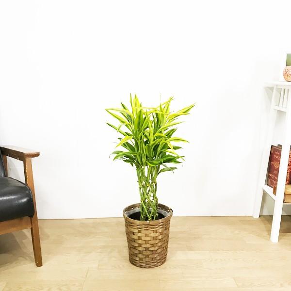 天然 竹 6本 お買い得セット （＾∇ ミリオンバンブー 鉢カバー付 観葉植物 送料無料 ラッキーバンブー