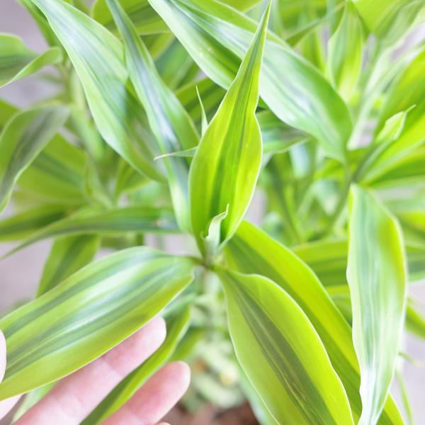 ミリオンバンブー 幸運の竹 送料無料 ブラックセラアート鉢 観葉植物