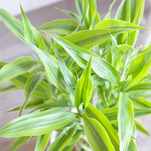 ミリオンバンブー 幸運の竹 送料無料 ブラックセラアート鉢 観葉植物