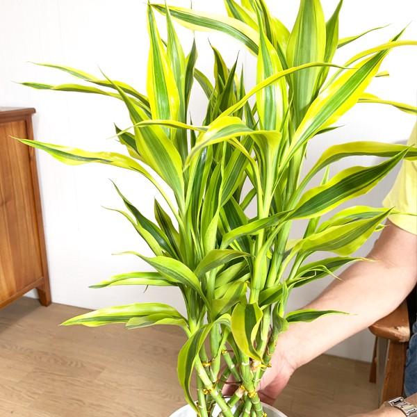 ミリオンバンブー 幸運の竹 送料無料 ホワイトセラアート鉢 観葉植物 ラッキーバンブー 中型 ドラセナ 即日出荷 Mirion6kaku 観葉植物のパーフェクトグリーン 通販 Yahoo ショッピング