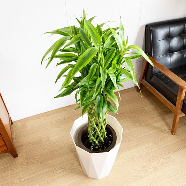 ミリオンバンブー ８号 スタイリッシュな白色鉢カバー付 ドラセナ 観葉植物 送料無料 大型 Mirion8pw 観葉植物のパーフェクトグリーン 通販 Yahoo ショッピング