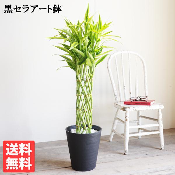 ミリオンバンブー 観葉植物 ブラックセラアート鉢 幸運の木 ドラセナ サンデリアーナ 送料無料 超人気高品質