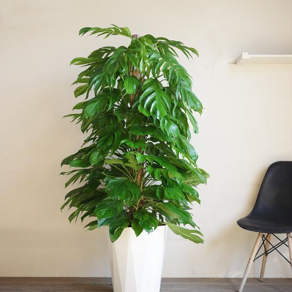 モンステラ 人気!!ビッグsize大葉インテリア観葉植物 モンステラ 人気!!ビッグsize大葉インテリア観葉植物