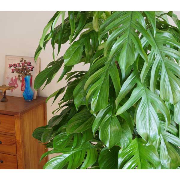 マングーカズラ 観葉植物 10号 大きなモンステラ風 大型 おしゃれ