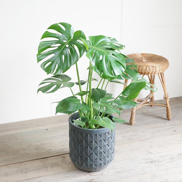 モンステラ 観葉植物 ファイバーセメント鉢カバー付 ブルー