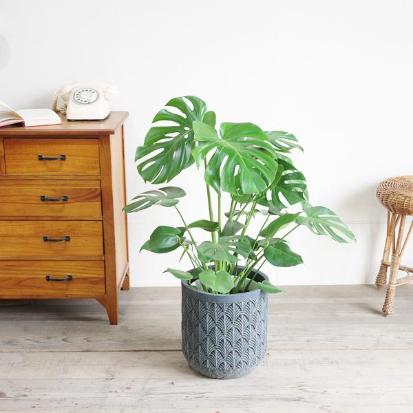 モンステラ 観葉植物 ファイバーセメント鉢カバー付 ブルーブラック