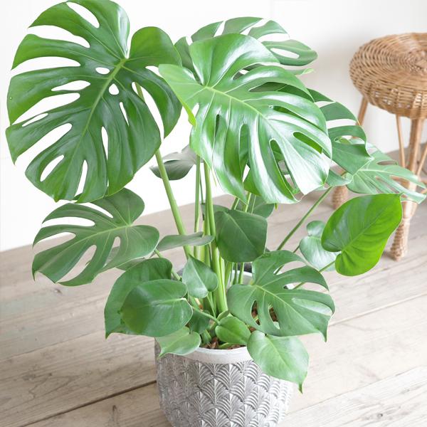 モンステラ 観葉植物 ファイバーセメント鉢カバー付 シルバーグレー