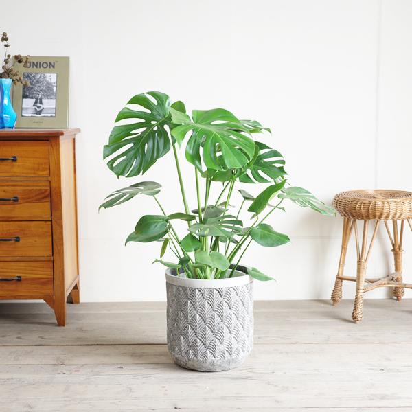 モンステラ 観葉植物 ファイバーセメント鉢カバー付 シルバーグレー