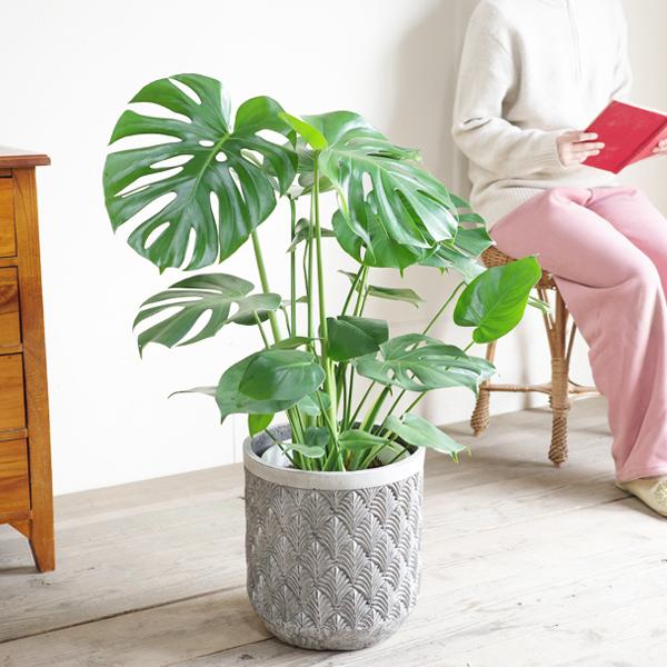 モンステラ 観葉植物 ファイバーセメント鉢カバー付 シルバーグレー
