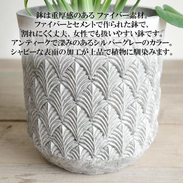 モンステラ 観葉植物 ファイバーセメント鉢カバー付 シルバーグレー