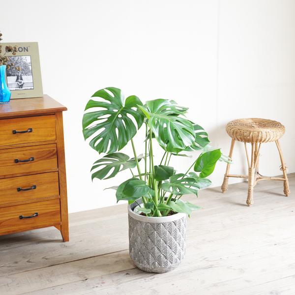 モンステラ 観葉植物 ファイバーセメント鉢カバー付 シルバーグレー