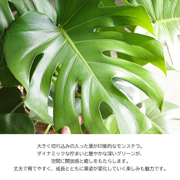 モンステラ 観葉植物 ボタニープランター植え 6号 中型 送料無料