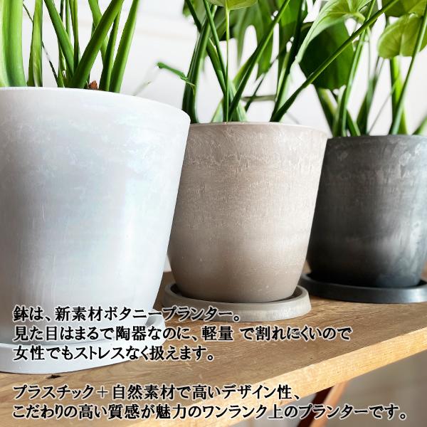 驚きの値段で】 モンステラ 園芸ネット本店｜ミニ観葉植物アソート2号