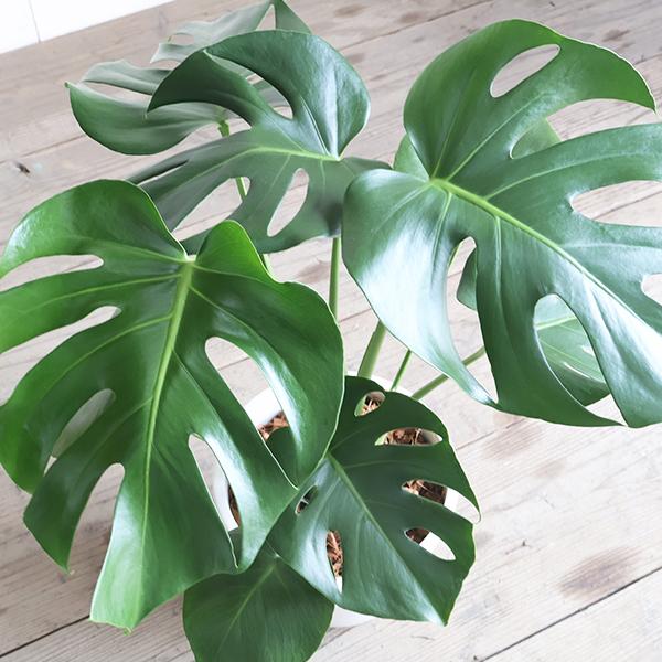 モンステラ 観葉植物 ボタニープランター植え 6号 中型 送料無料