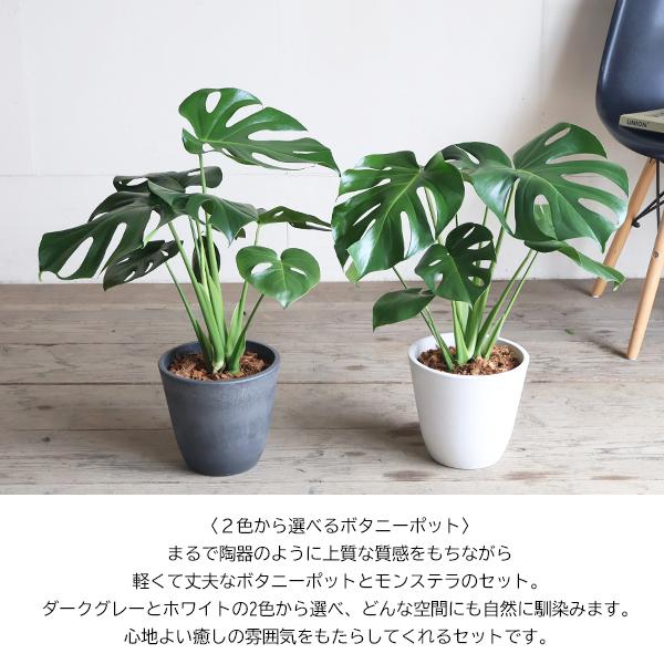 モンステラ 観葉植物 ボタニープランター植え 6号 中型 送料無料