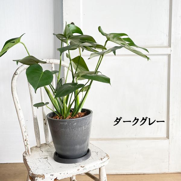 モンステラ 観葉植物 ボタニープランター植え 6号 中型 送料無料
