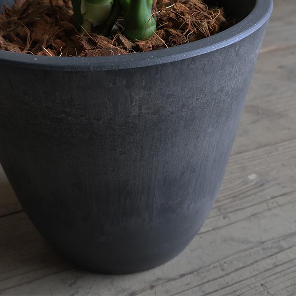 モンステラ 観葉植物 ボタニープランター植え 6号 中型 送料無料