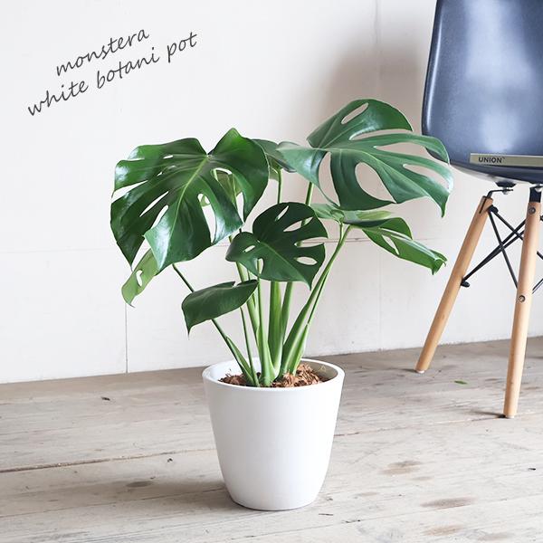 超特価！5鉢価格！モンステラ　苗　苗木　観葉植物　1鉢に2株植え　6号鉢 モンステラ 観葉植物 ボタニープランター植え 6号 中型 送料無料