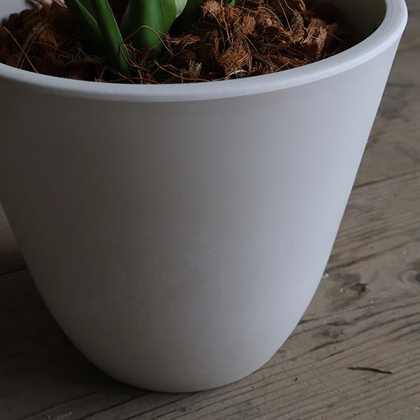 観葉植物 モンステラ 鉢ごと発送 送料無料 モンステラ 観葉植物 ボタニープランター植え 6号 中型 送料無料
