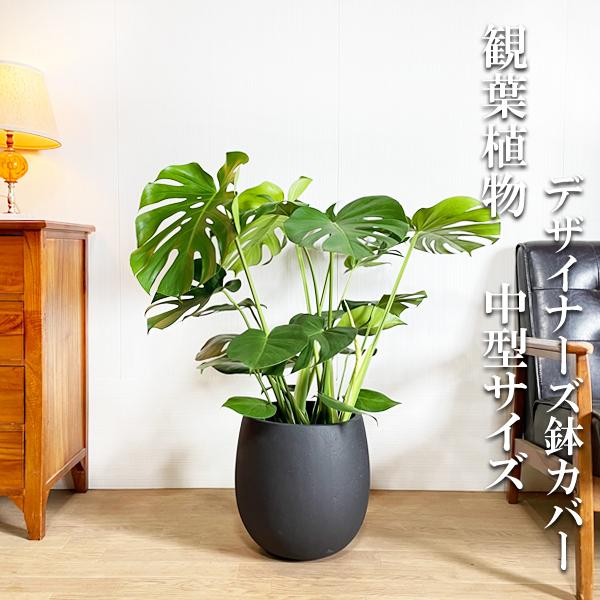 最大64 オフ モンステラ 観葉植物 バルーン型 デザイナーズ 高級鉢カバー付 ブラック 送料無料 大サイズ 大型