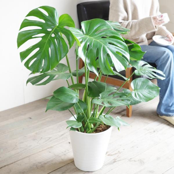 モンステラ 観葉植物 ホワイトセラアート鉢 送料無料 中型 大型 モンステラ 観葉植物 ホワイトセラアート鉢 送料無料 中型 大型