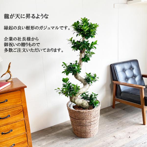昇り龍樹形 ガジュマル 特大 10号 バナナリーフ鉢カバー 観葉植物
