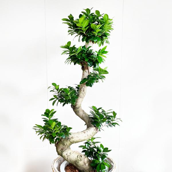 ガジュマル　盆栽仕立て　昇り龍　曲がり　7号鉢 ガジュマル 盆栽仕立て 昇り龍 曲がり 7号鉢 楽天市場】観葉植物