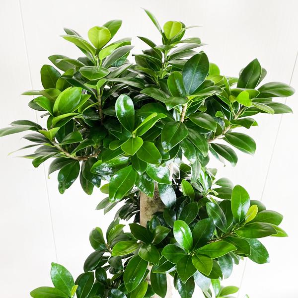 昇り龍樹形 ガジュマル 特大 10号 バナナリーフ鉢カバー 観葉植物