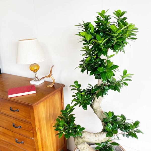 昇り龍樹形 ガジュマル 特大 10号 バナナリーフ鉢カバー 観葉植物