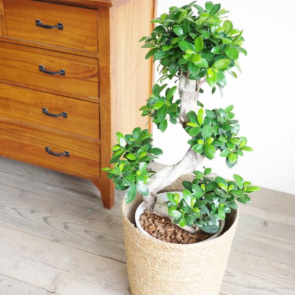 ガジュマル 大型 昇り龍樹形 幸せを呼ぶ多幸の木 やわらかいかご付き