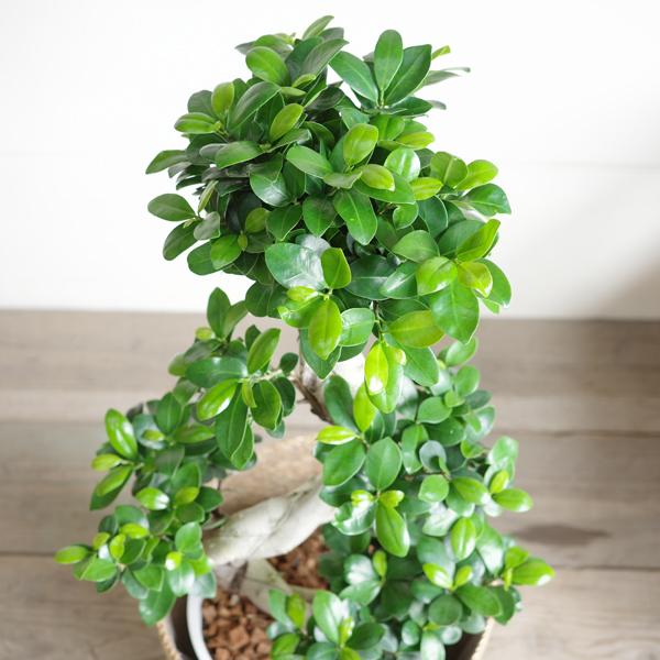 ガジュマル 昇り龍樹形 幸せを呼ぶ多幸の木 やわらかいかご付き 観葉