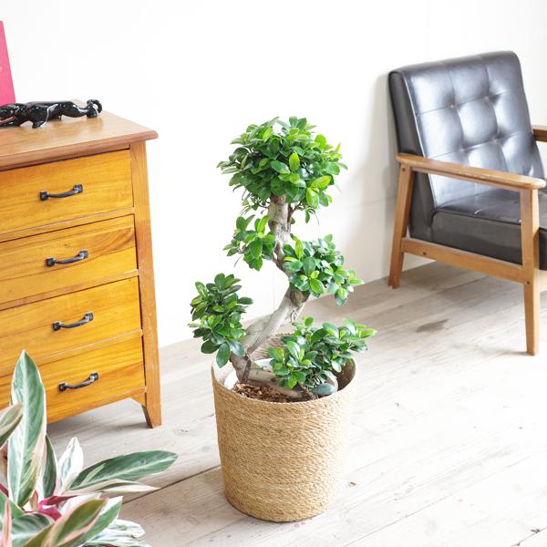 ガジュマル 大型 昇り龍樹形 幸せを呼ぶ多幸の木 やわらかいかご付き